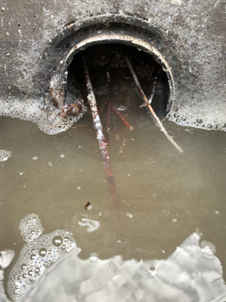 A distribution box line clogged with roots and standing water.
