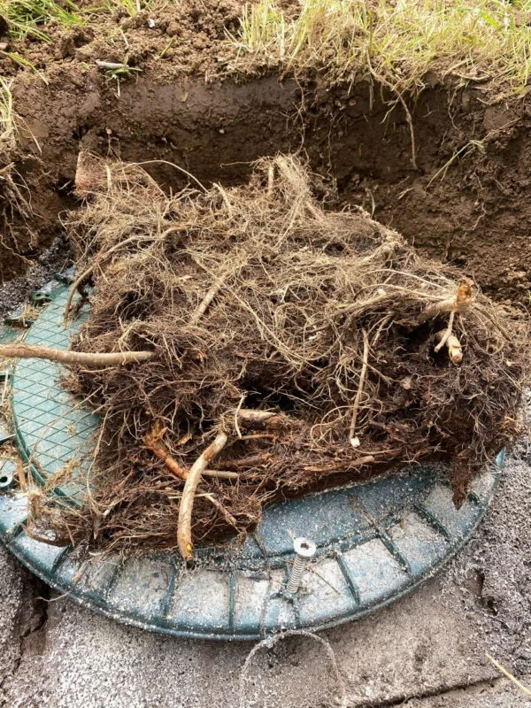 A mass of tree roots pulled out of a distribution box.